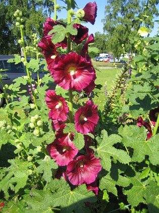 Stockros  
Alcea Rosea Ficifolia  
2013-07-12 IMG_0078  
Granudden  
Färjestaden  
Öland