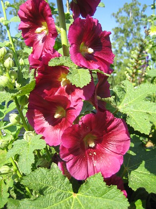 Stockros 
Alcea Rosea Ficifolia