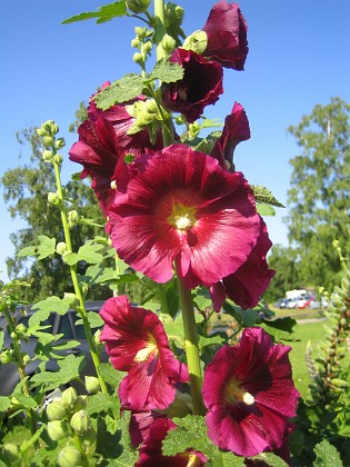 Stockros  
Alcea Rosea Ficifolia  
2013-07-12 IMG_0080  
Granudden  
Färjestaden  
Öland