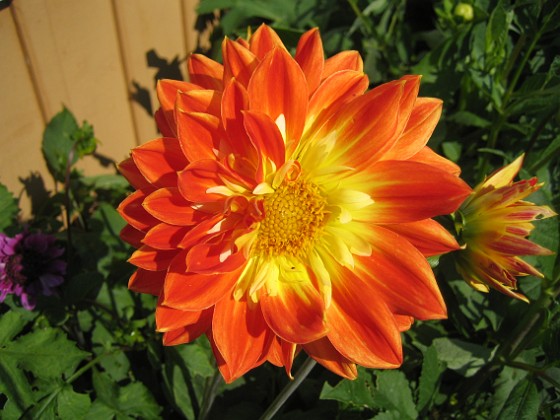 Dahlia 
