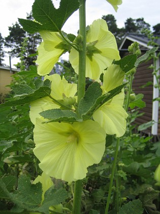 Gulros  
Alcea Rugosa  
2013-07-14 IMG_0010  
Granudden  
Färjestaden  
Öland