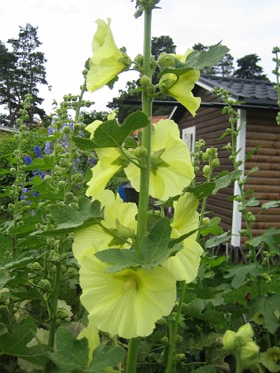 Gulros { Alcea Rugosa } 