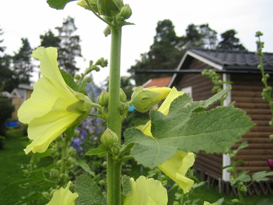 Gulros 
Alcea Rugosa