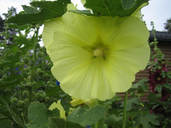 Gulros  
Alcea Rugosa  
2013-07-14 IMG_0013  
Granudden  
Färjestaden  
Öland