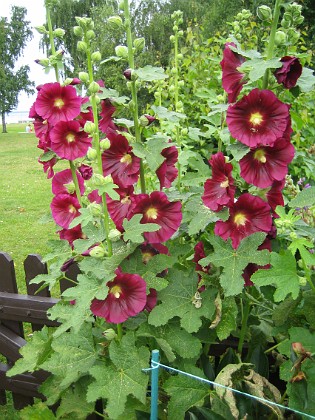 Stockros  
Alcea Rosea Ficifolia  
2013-07-14 IMG_0025  
Granudden  
Färjestaden  
Öland