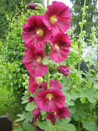 Stockros { Alcea Rosea Ficifolia } 