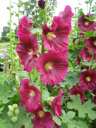 Stockros  
Alcea Rosea Ficifolia  
2013-07-14 IMG_0027  
Granudden  
Färjestaden  
Öland