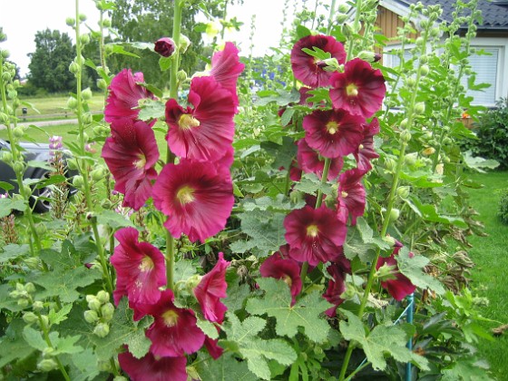 Alcea Rosea Ficifolia  
2013-07-14 IMG_0028  
Granudden  
Färjestaden  
Öland