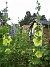 Alcea Rugosa (2013-07-14 IMG_0009)