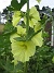 Alcea Rugosa (2013-07-14 IMG_0010)