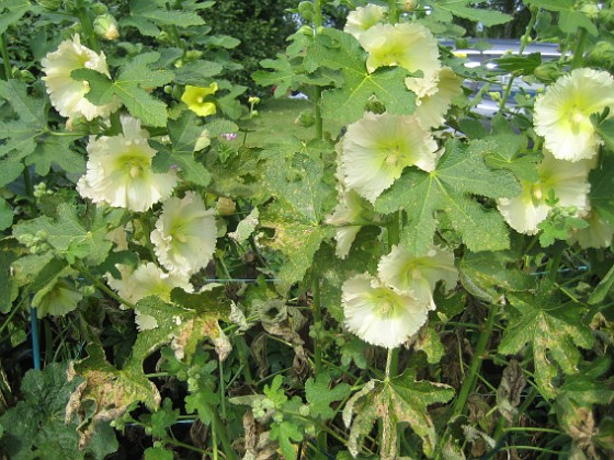 Stockros { Alcea Rosea Ficifolia } 