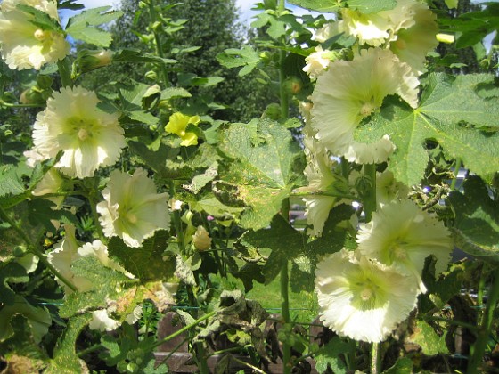 Stockros { Aclea Rosea Ficifolia } 