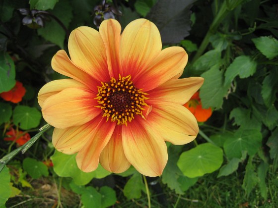 Dahlia