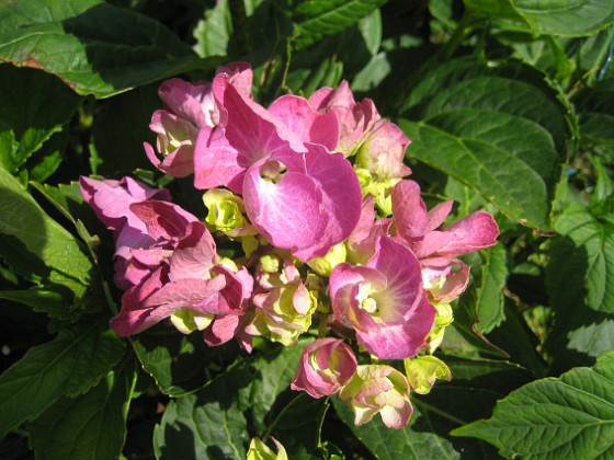 Hortensia  
  
2013-07-16 IMG_0100  
Granudden  
Färjestaden  
Öland