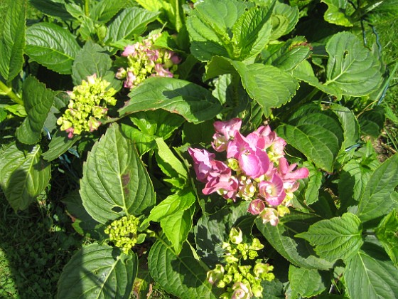 Hortensia  
  
2013-07-16 IMG_0101  
Granudden  
Färjestaden  
Öland