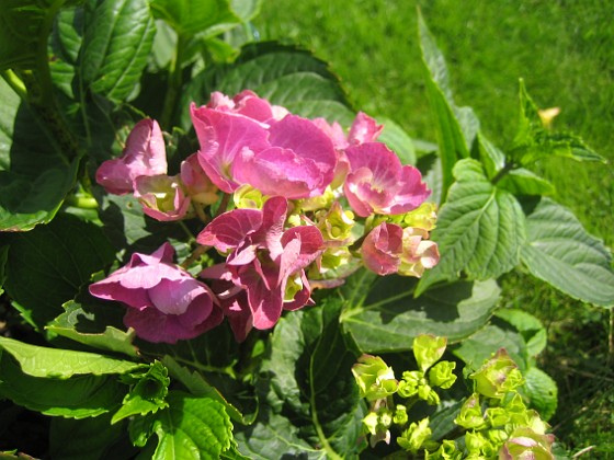 Hortensia 
