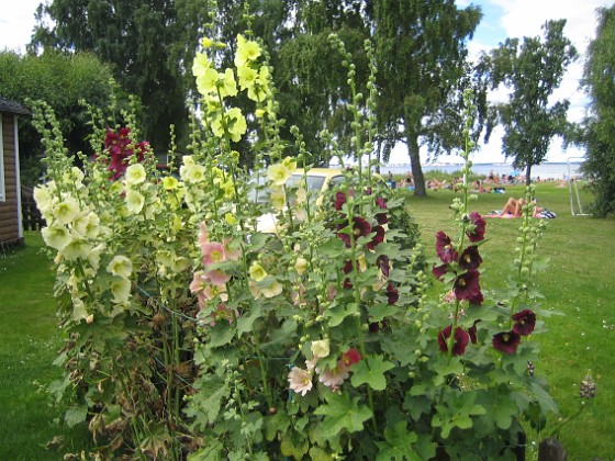 Stockros  
  
2013-07-20 IMG_0036  
Granudden  
Färjestaden  
Öland