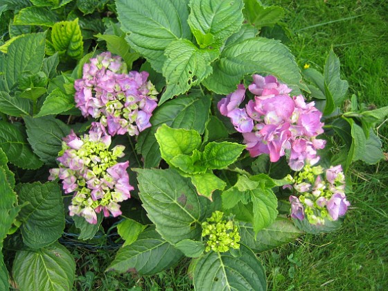 Hortensia 
