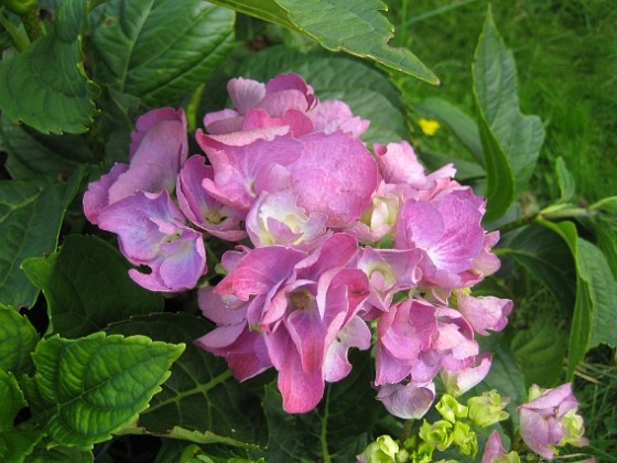 Hortensia {  } 