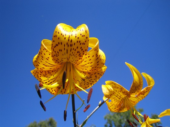 Lilja 'Citronella' 
