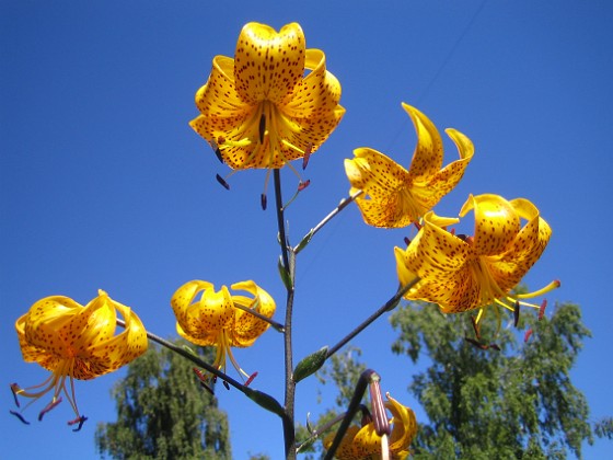 Lilja 'Citronella'