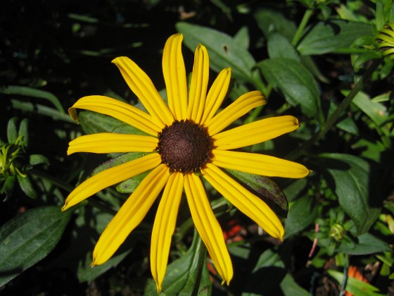 Strålrudbeckia  
  
2013-08-02 IMG_0030  
Granudden  
Färjestaden  
Öland