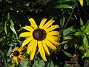 Strålrudbeckia