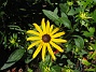 Strålrudbeckia