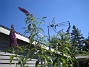 (2013-08-02 IMG_0038)