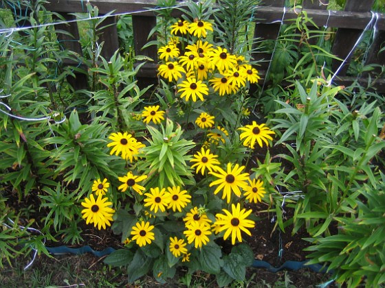 Strålrudbeckia {  } 