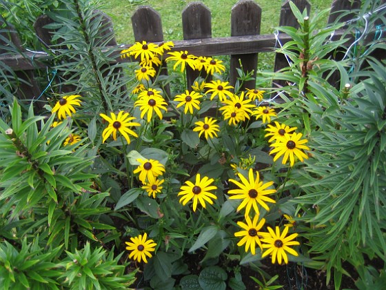 Strålrudbeckia