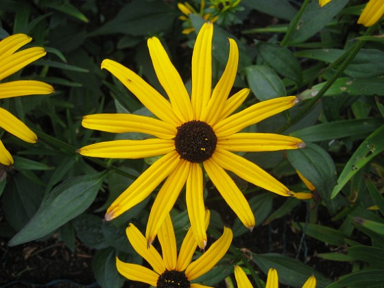 Strålrudbeckia  
  
2013-08-21 IMG_0010  
Granudden  
Färjestaden  
Öland