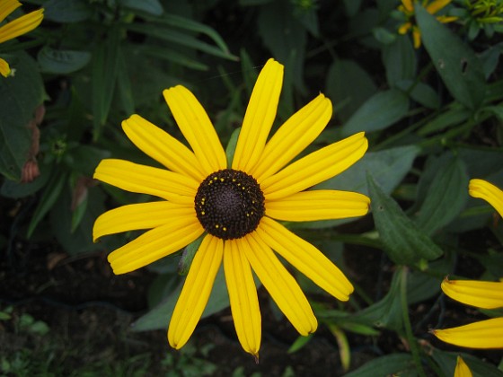 Strålrudbeckia  
  
2013-08-21 IMG_0011  
Granudden  
Färjestaden  
Öland