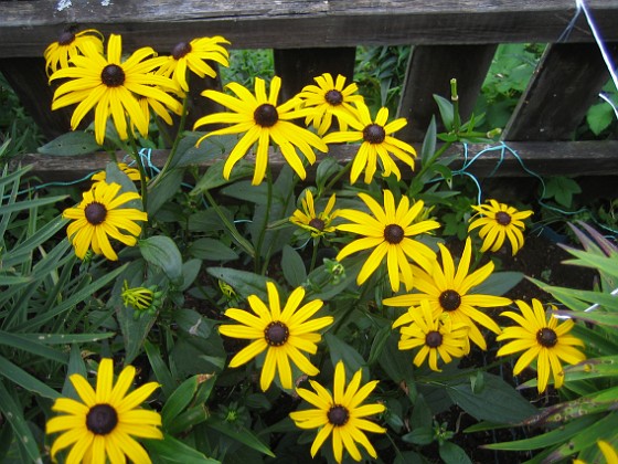 Strålrudbeckia