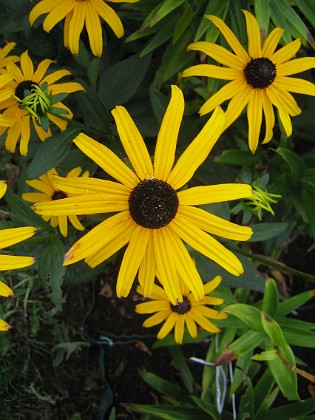 Strålrudbeckia {  } 