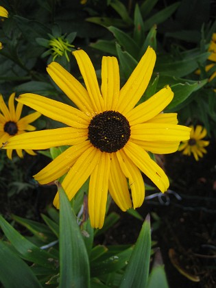 Strålrudbeckia {  } 