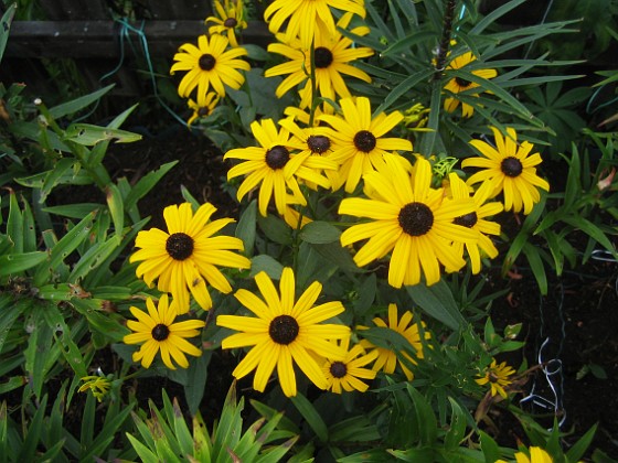 Strålrudbeckia {  } 