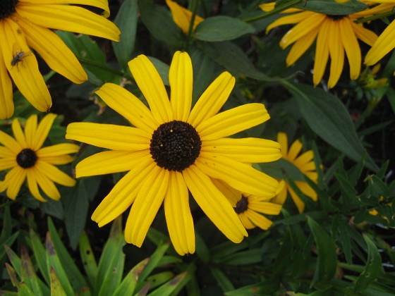 Strålrudbeckia {  } 