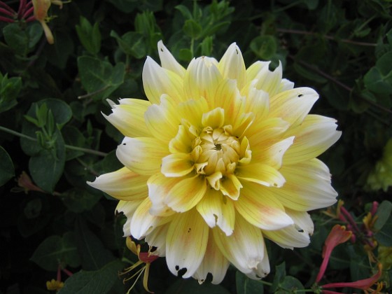 Dahlia 
