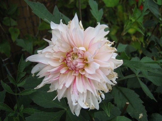 Dahlia