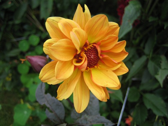 Dahlia