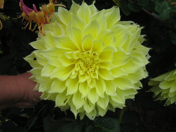 Dahlia 
