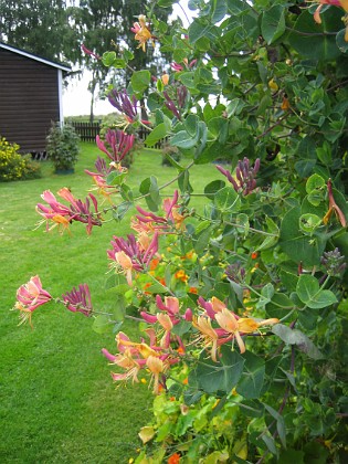 Kaprifol  
  
2013-08-21 IMG_0036  
Granudden  
Färjestaden  
Öland