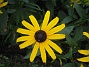 Strålrudbeckia