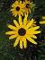 Strålrudbeckia