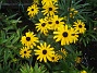 Strålrudbeckia