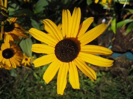 Strålrudbeckia {  } 