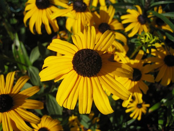 Strålrudbeckia