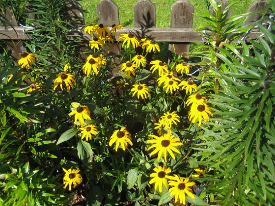 Strålrudbeckia  
  
2013-08-27 IMG_0008  
Granudden  
Färjestaden  
Öland