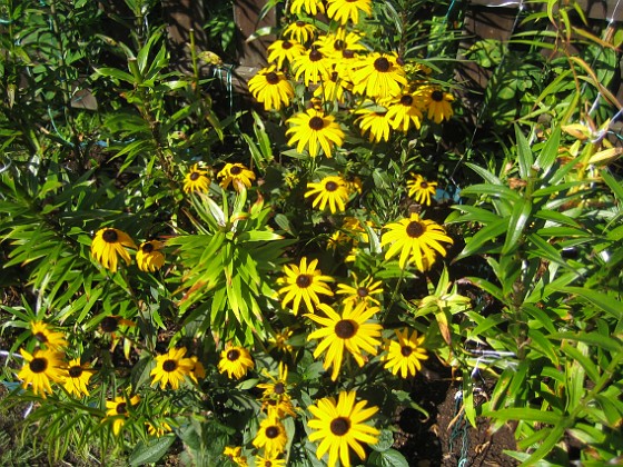 Strålrudbeckia  
  
2013-08-27 IMG_0009  
Granudden  
Färjestaden  
Öland